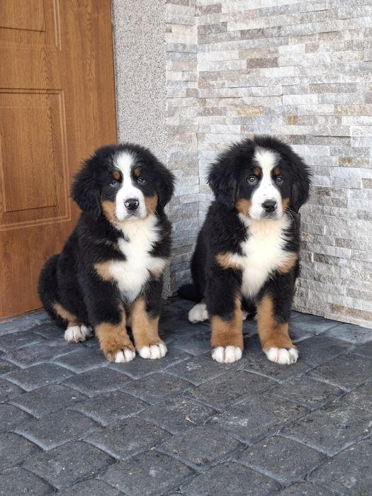 Berneński pies pasterski