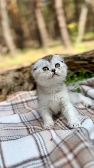 Гарнюні шотландські кошенята висловушки срібна шиншила