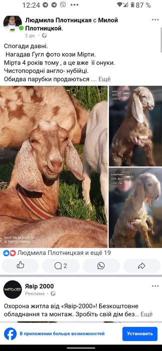 Козенята англо-нубійської породи віком від 1 місяця і старше продам.