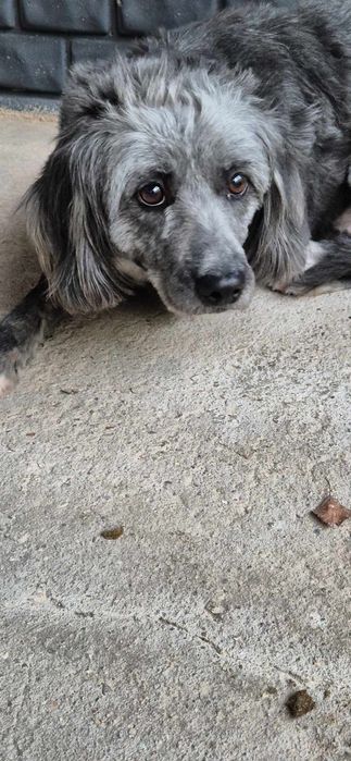 Suczka około 4 lata