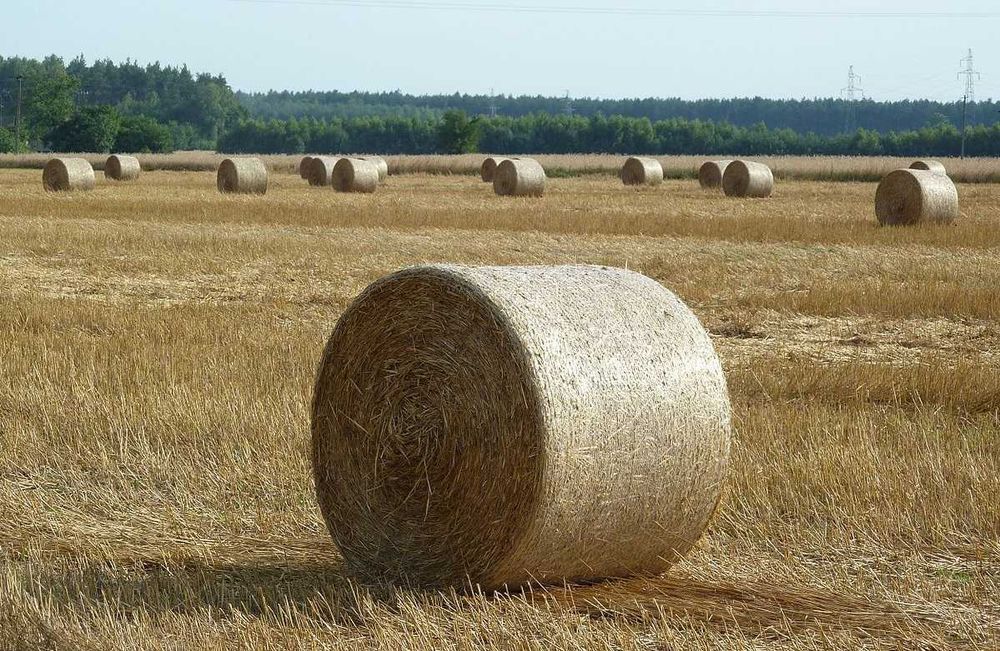 Słoma żytnia z pod dachu po prasie pasowej kuhn