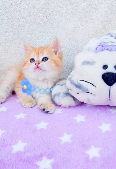 Золота шиншила Чудо хлопчик