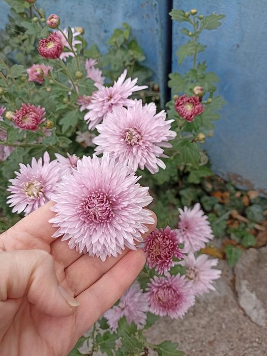 Літні хризантеми