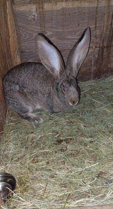 Sprzedam króliki samce