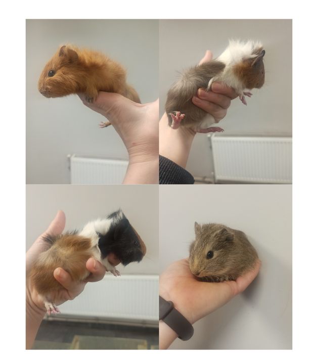 Морская свинка. Морська свинка. Мурчак