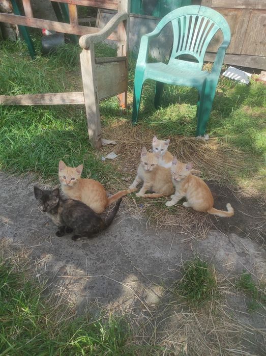 кошенята івано-франківск