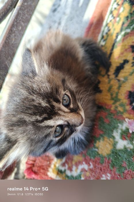 Віддам котенят в добрі руки (5 місять)