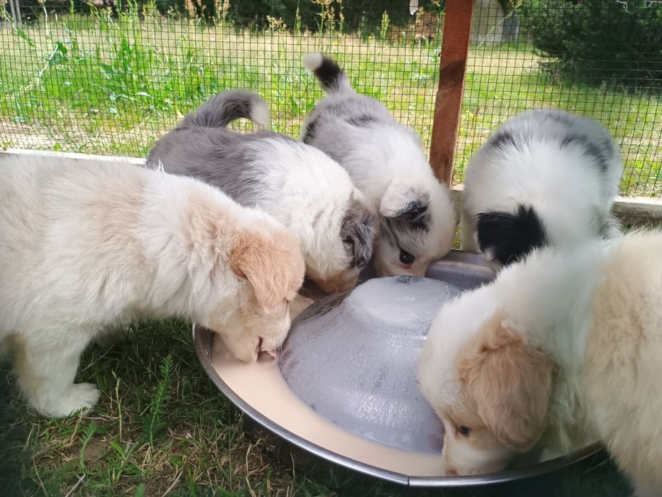 Piesek border collie blue merle ZKwP FCI