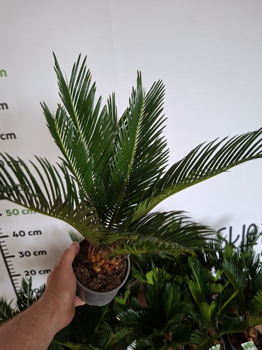 Cycas Revoluta, Sagowiec Odwinięty 50 cm -
