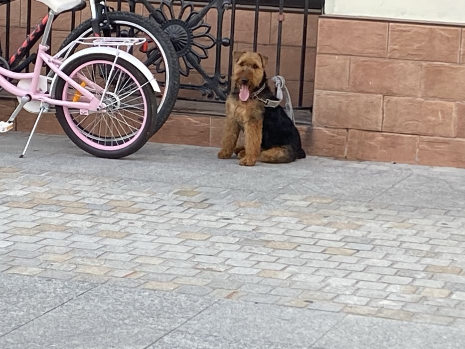 Terier walijski (suczka)