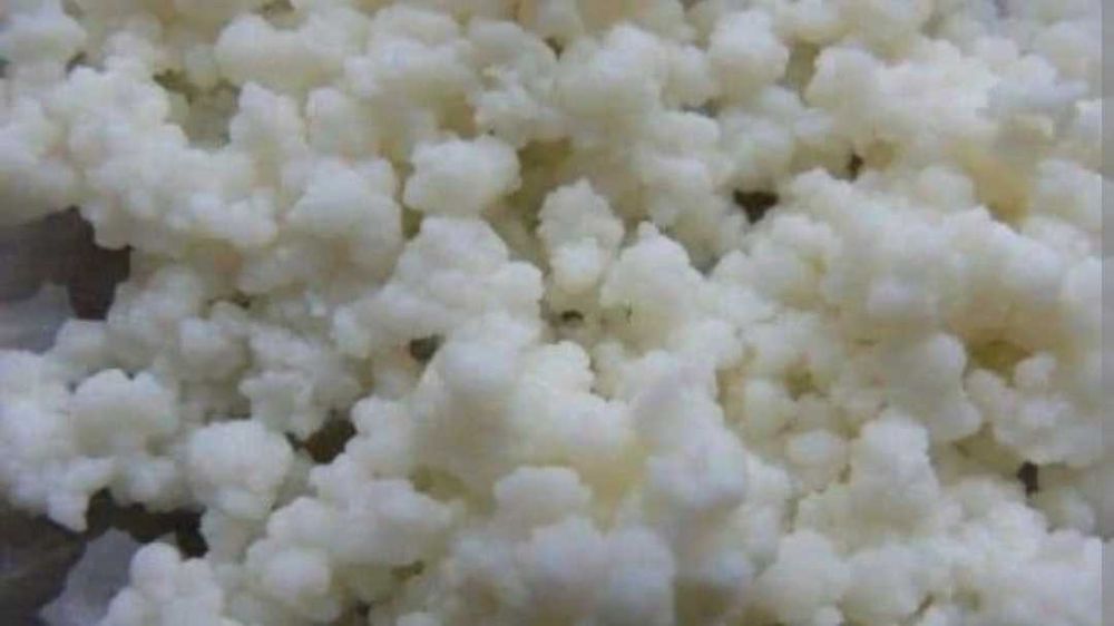 Grzybek tybetański 20g