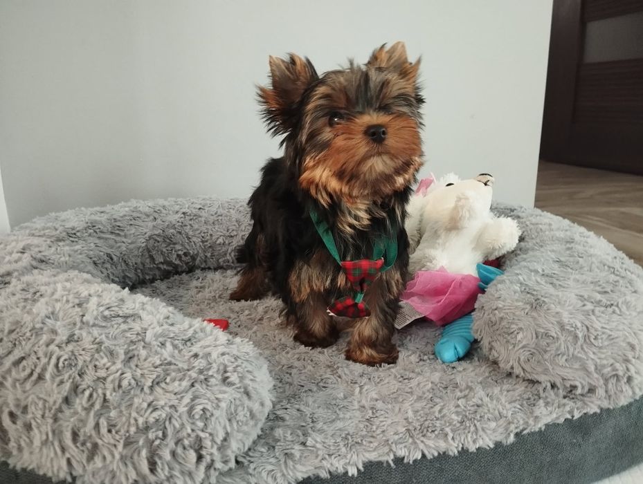 Yorkshire terrier piękny miniaturowy samczyk z Rodowodem