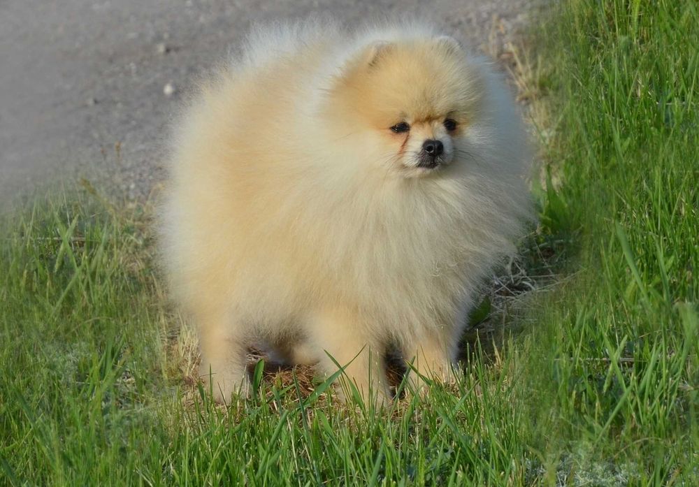 Подрощенный мальчик шпиц 1.5 года.