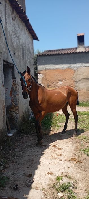 Égua PSL pontuada