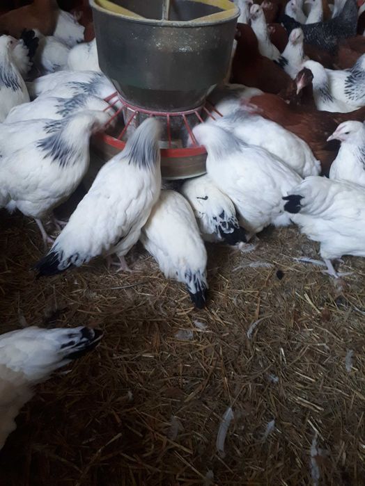 Kury nioski młode Rosa Messa Dominant Leghorn Dowóz Gratis Zapraszam