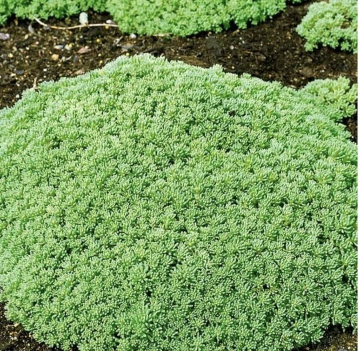 Очіток почвопокривний 10 грн кущ