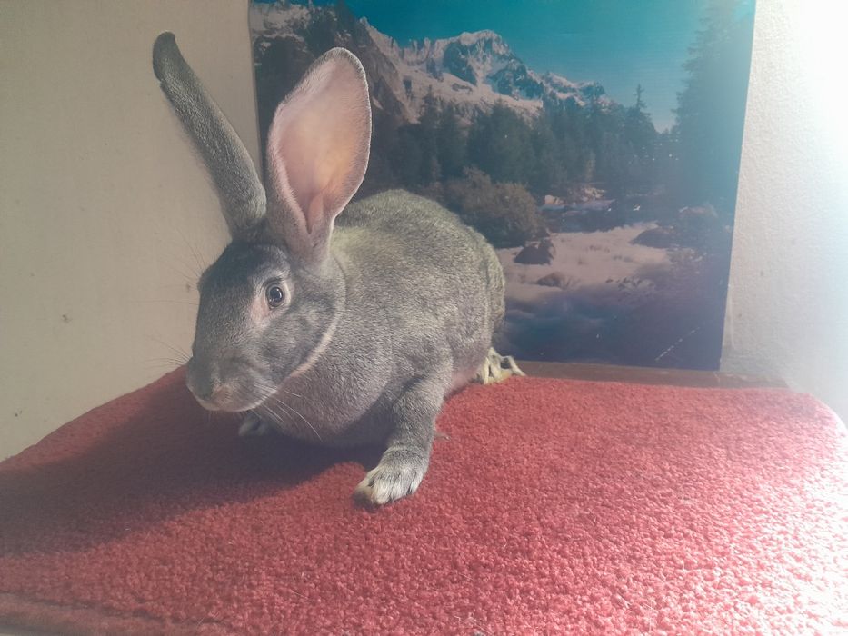 Самки і самці Радянська шиншила