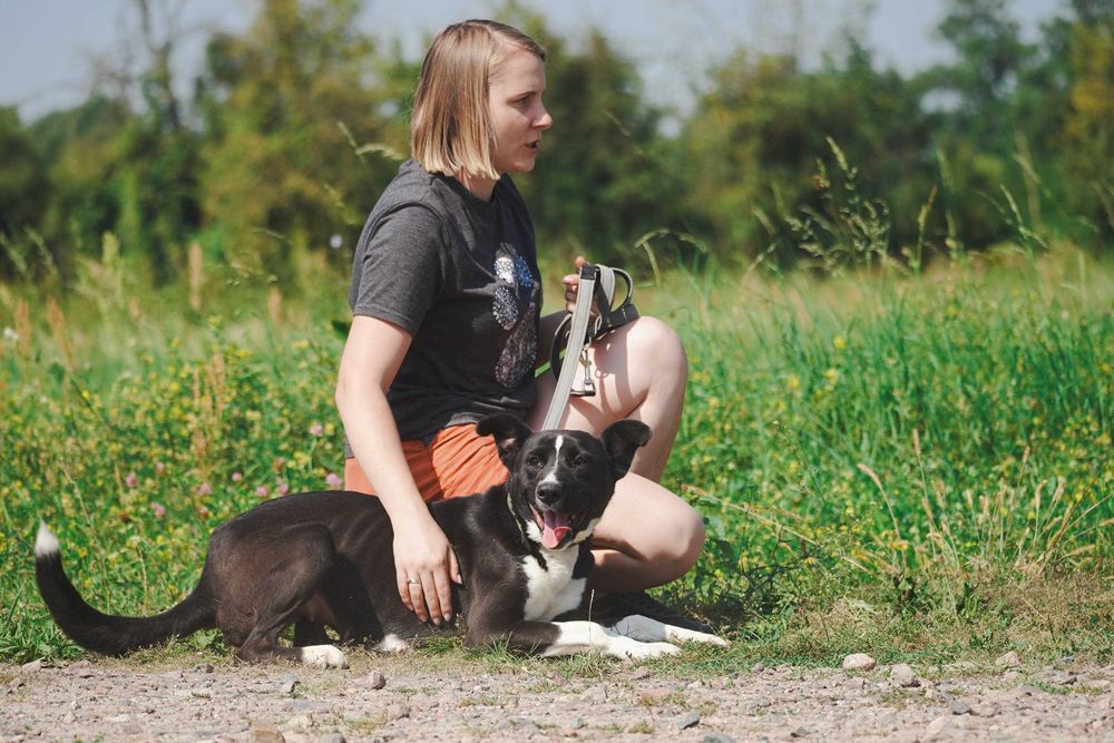 Terenia - śliczna sunia szuka domu