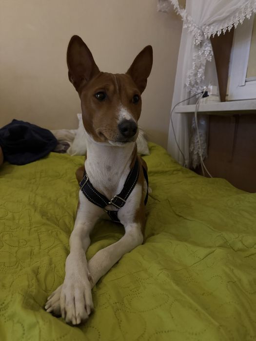 Hotel dla zwierzat / Petsistter