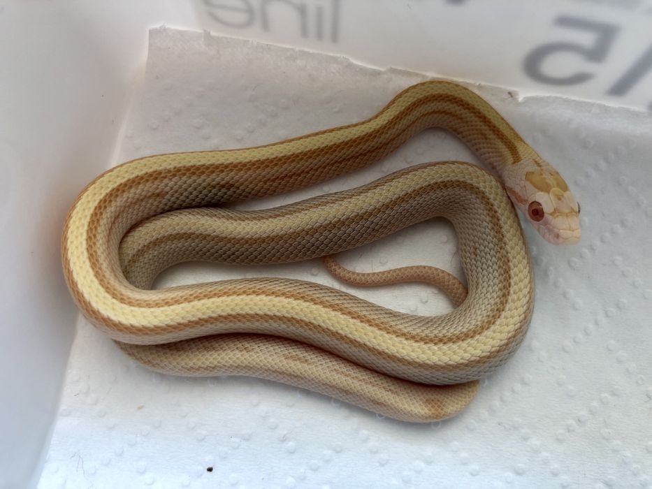 Wąż zbożowy Buf Butter Stripe samica - jedyny w PL