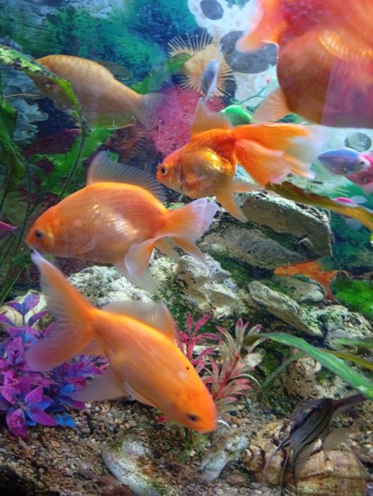 Продам рибки акваріумні