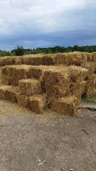 Słoma pszenica słoma