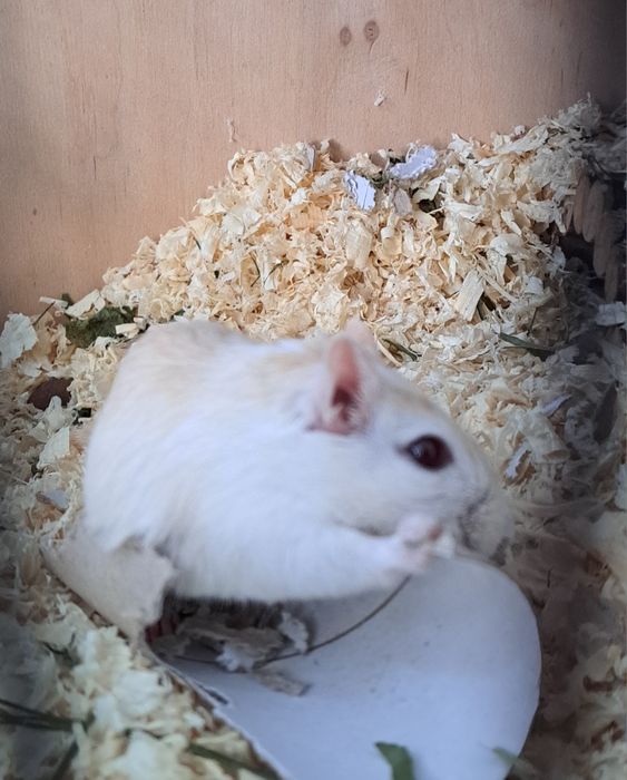 Myszoskoczki samiczki do adopcji