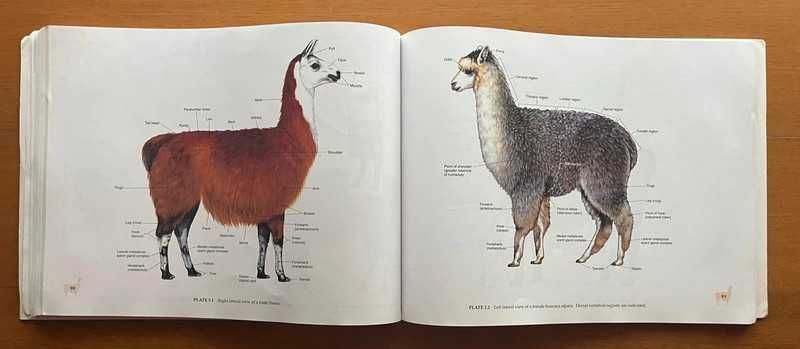 Spurgeon'S Color Atlas Of Large Animal Anatomy - The Essentials