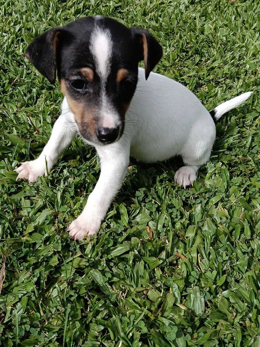 Jack Russel Macho