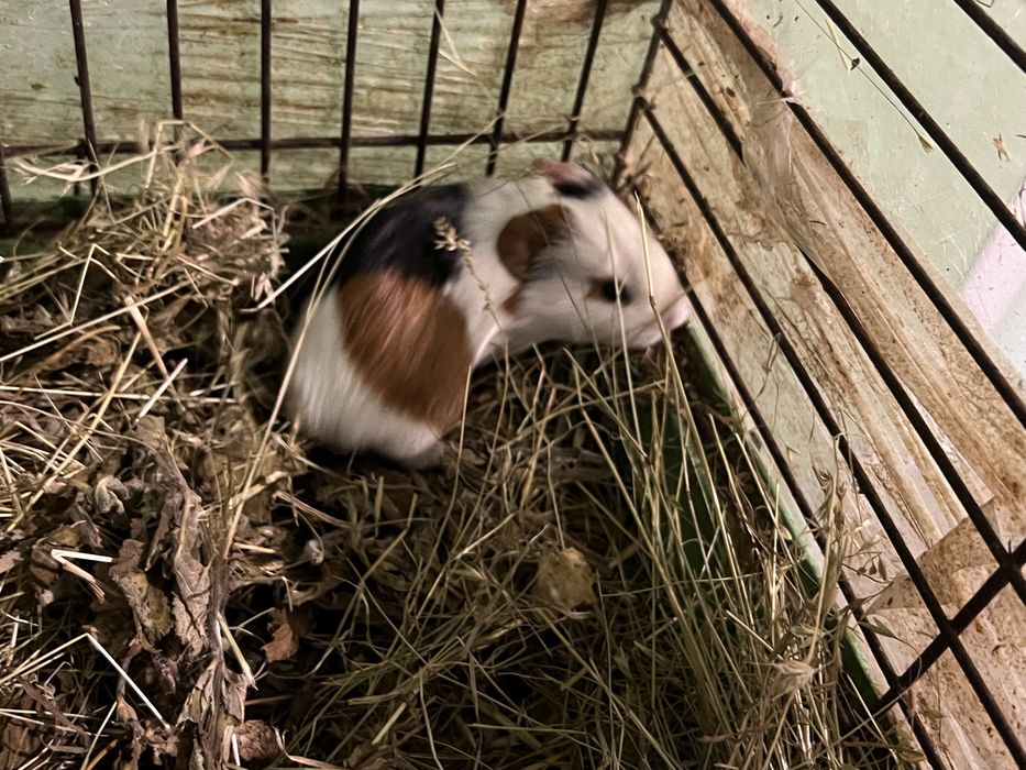 Морская свинка (гладкая, розетка, тедди) | Все для домашних животных