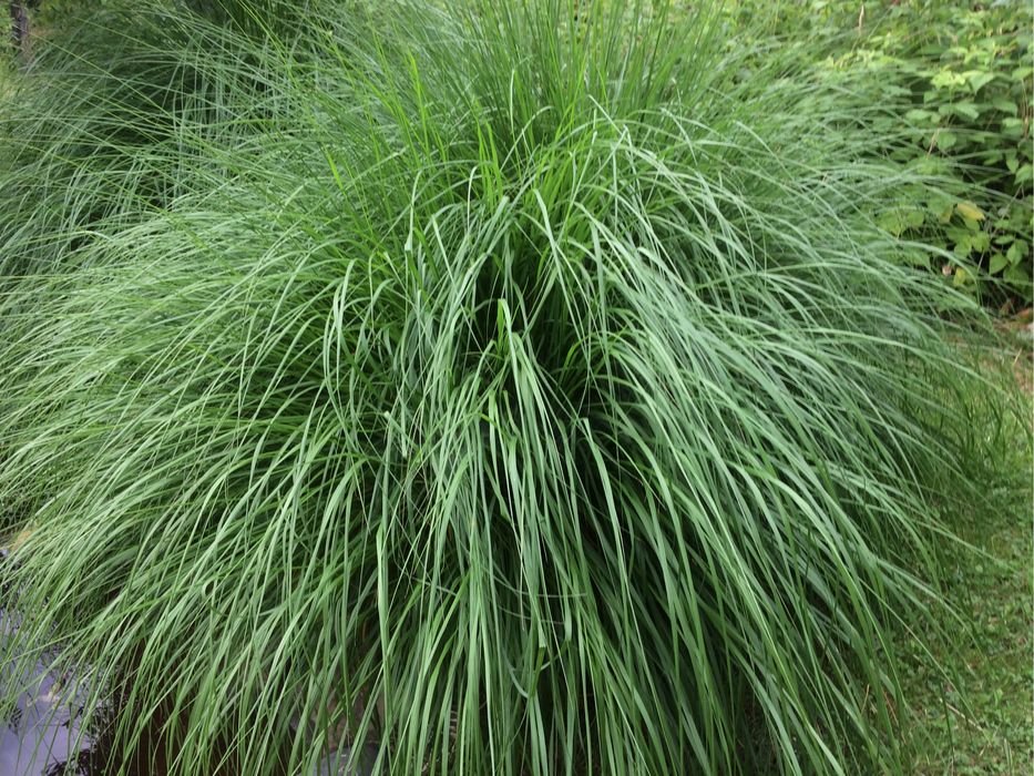 Trawy arundo donax, miskant, zebrinus, rozplenica