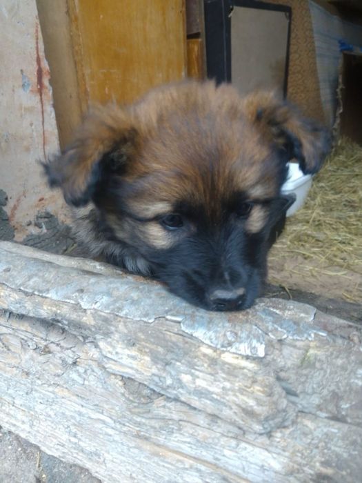 Цуцики в добрі руки /стерилізація дівчаток  за наш рахунок