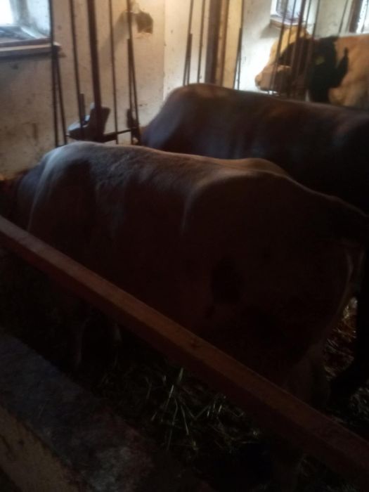 Jałówka waga około 200 kg
