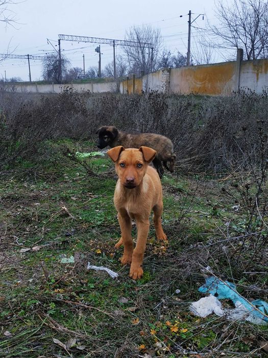 Отдам щенков ,есть девочки и мальчики!
