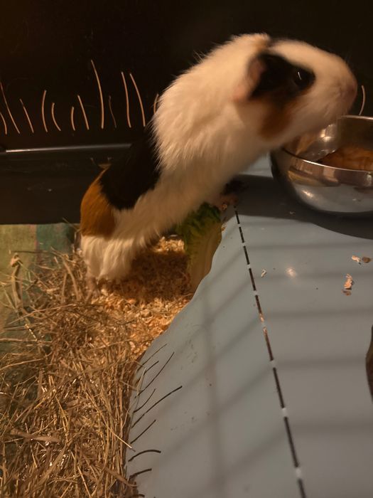 Świnki Morskie siostry :)