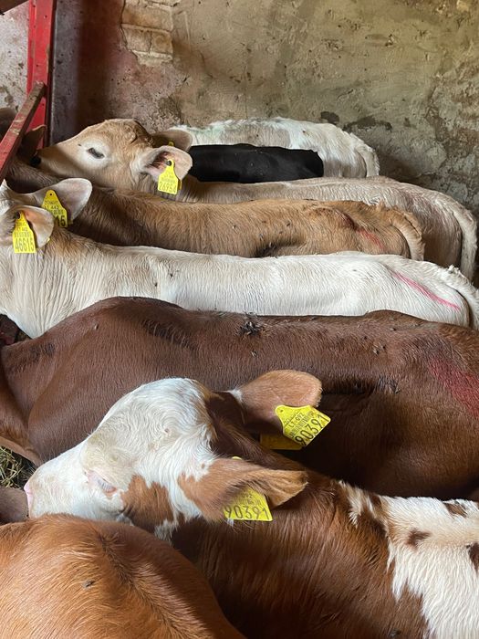 Sprzedam cielaki mięsne stary kębłów