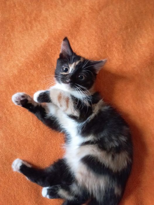 Кошенята в добрi руки