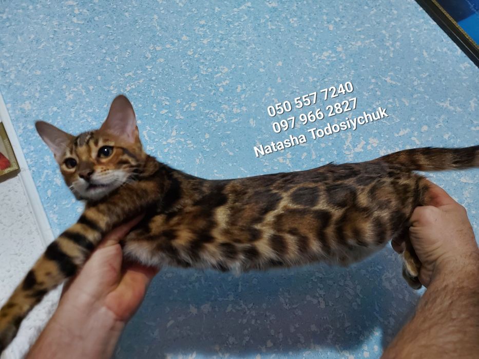 Класнючі бенгальські кошенята