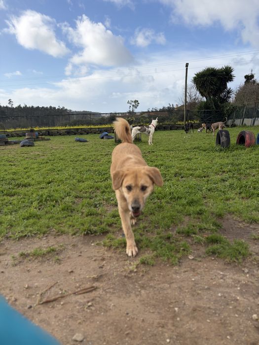 BEKAS - cadela para adoção responsavel