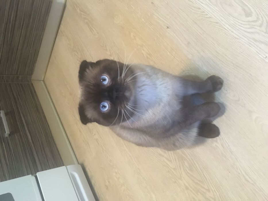 Вязка шотландца