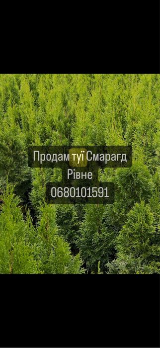 Продам туї Смарагд