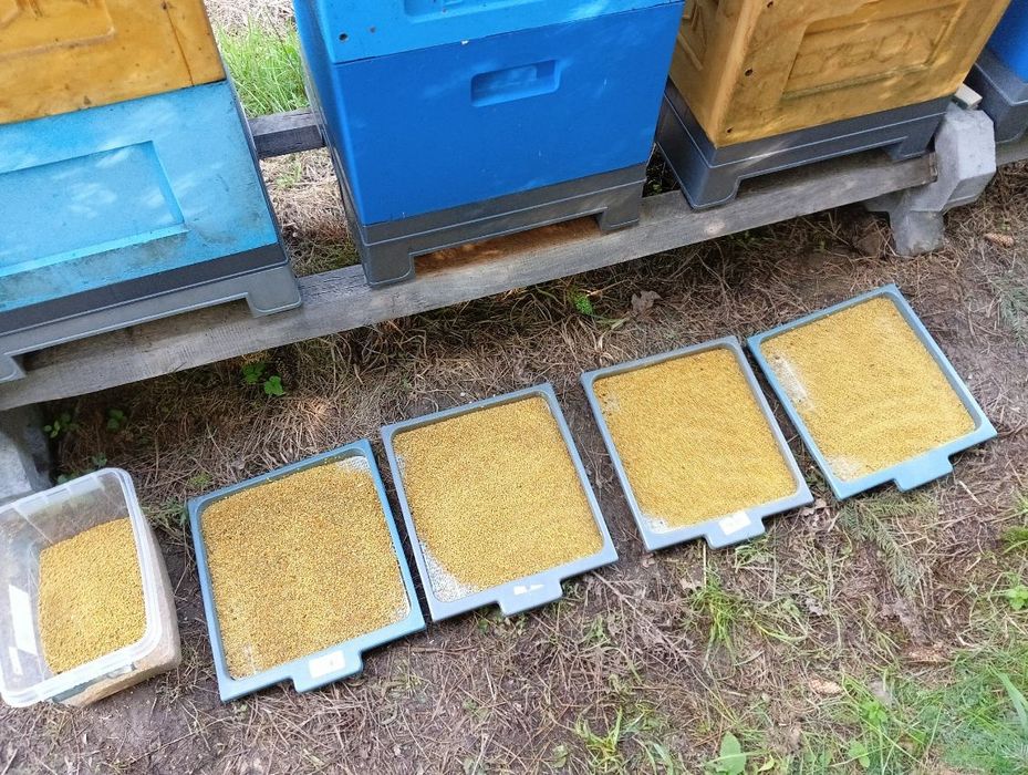 Sprzedam Pyłek Pszczeli słoik 900 ml