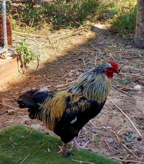 Galo cruzadode Brahma