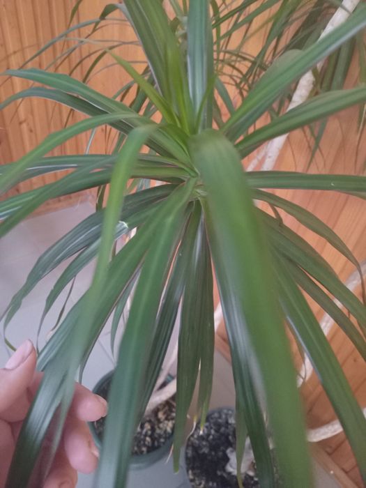 Драцена кімнатна