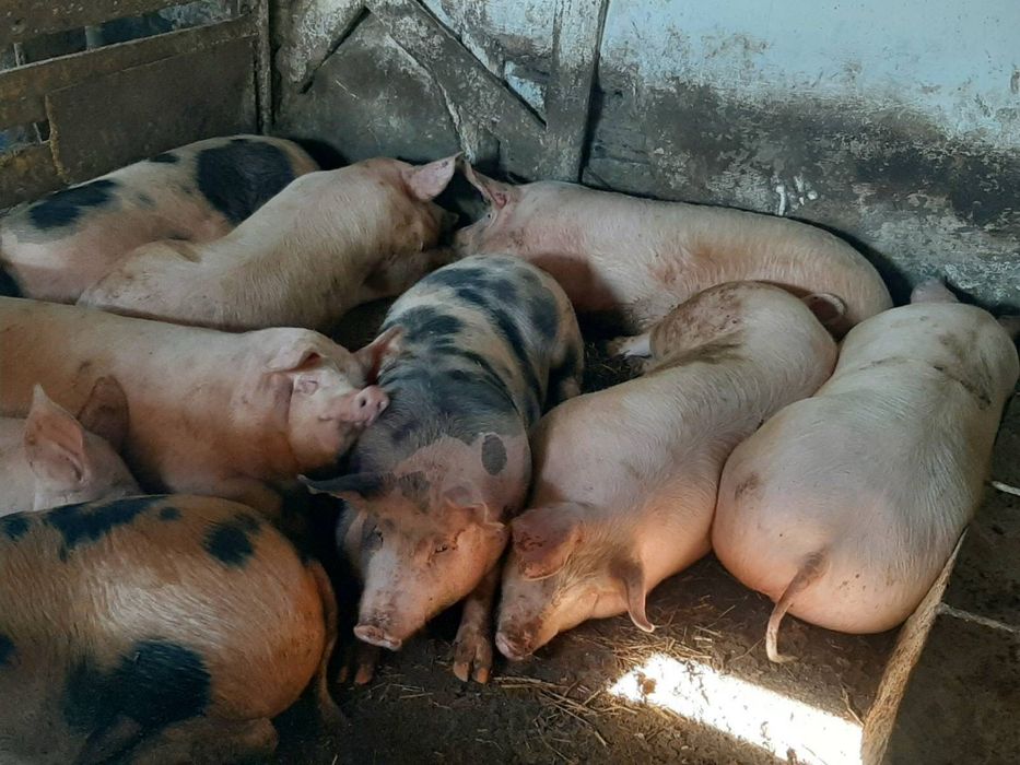 Продам Свині 150-170 кг