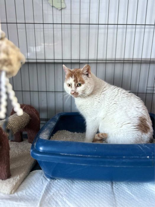 Frodo piekny kocurek