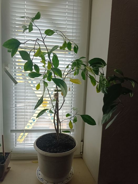 Фікус, лимон, авокадо