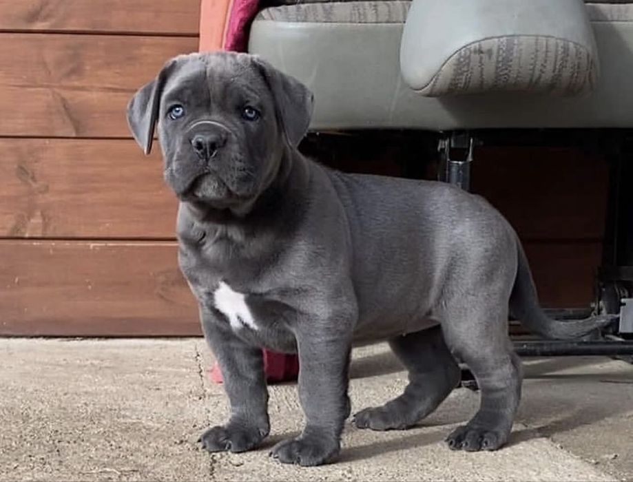 Продаж щенят Cane corso Italiano