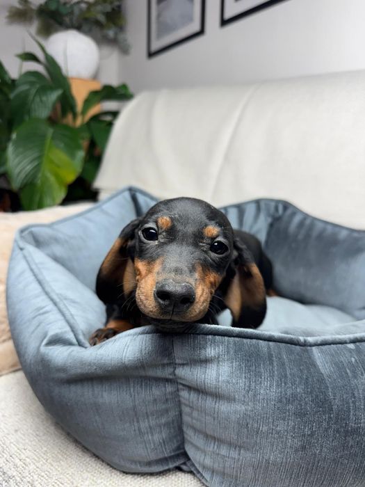 jamnik miniaturowy szczeniak