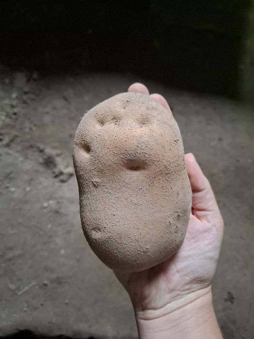 Ziemniaki - odmiana Jurek